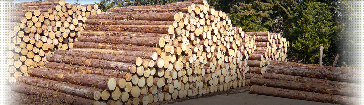 いい木材 理想の建材と出会える場所、それが土井住宅産業株式会社。